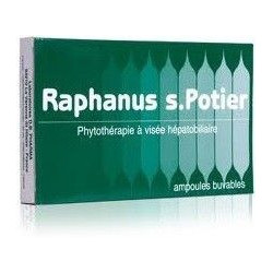 Raphanus
