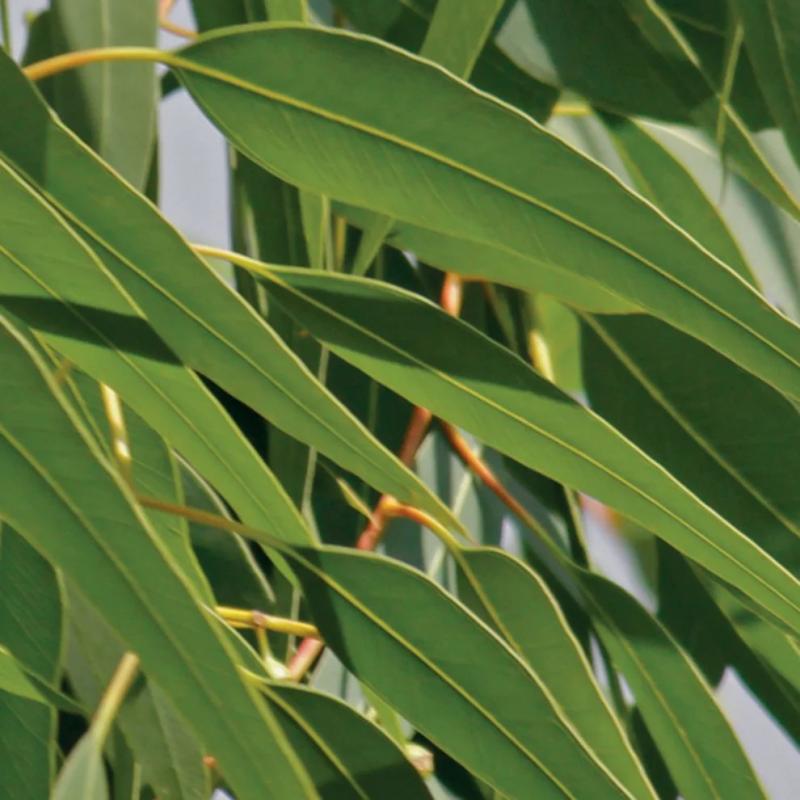 Ladrôme Huile Essentielle Bio Eucalyptus Citronné – Paramarket.com