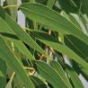 Ladrôme Huile Essentielle Bio Eucalyptus Citronné – Paramarket.com