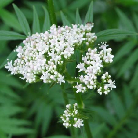 Ladrôme Extrait De Plante Bio Valériane officinale – Paramarket.com