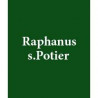 RAPHANUS S. POTIER