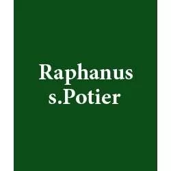 RAPHANUS S. POTIER